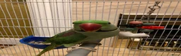 Parakeets birds for sale: Alexandrian parrot  in Blackburn - Advert 2