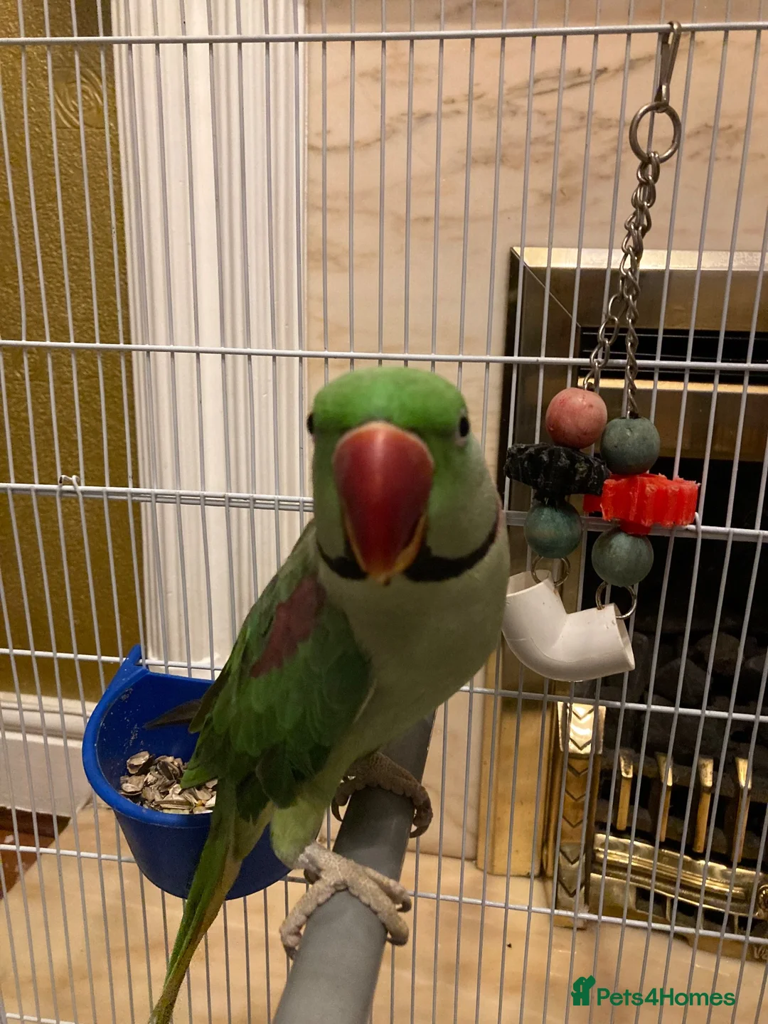 Parakeets birds for sale: Alexandrian parrot  in Blackburn - Advert 2