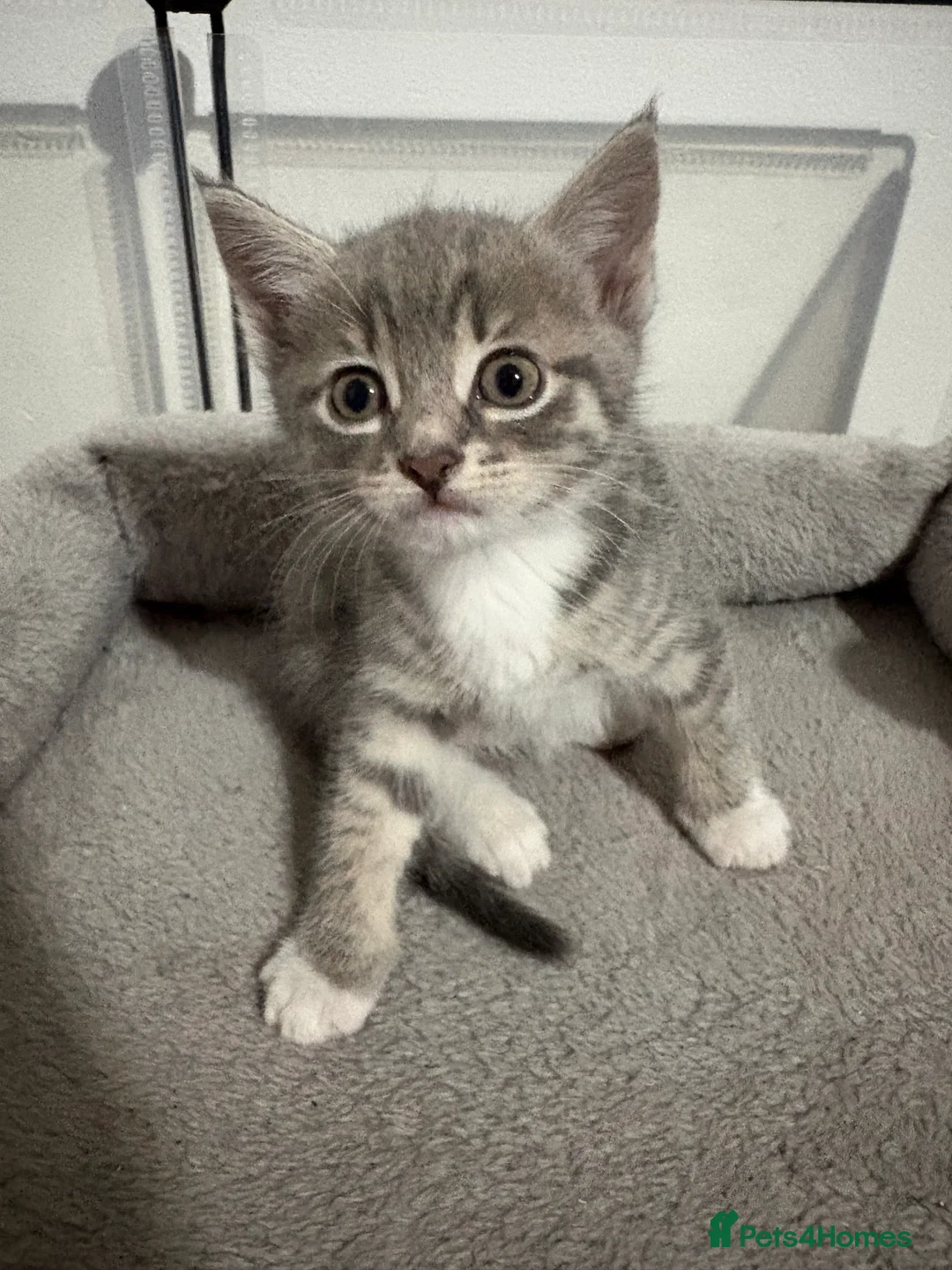 Bengal cats for sale: Bengal cross Kittens  - Advert 5