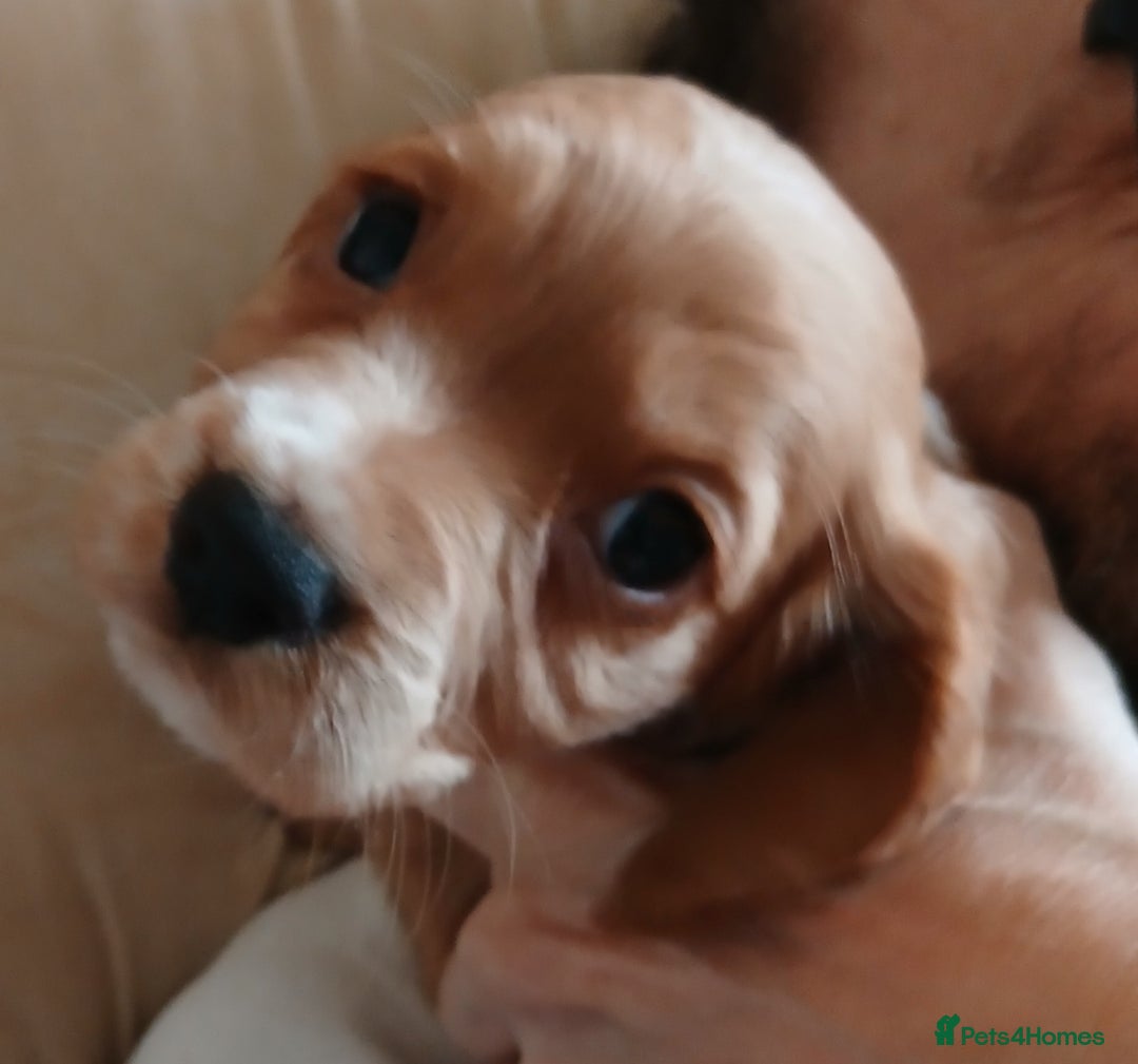 Cocker Spaniel dogs for sale: Cocker spaniel  - Advert 16