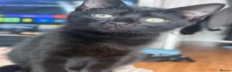 Domestic Shorthair cats for sale: 1 Girl left - Advert 4