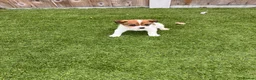 Jack Russell dogs for sale: 7 beautiful jack Russel puppies for sale - Advert 26