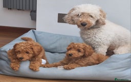 Miniature Poodle dogs for sale: READY NOW !Adorable Miniature Poodle Puppies! in London - Image 15