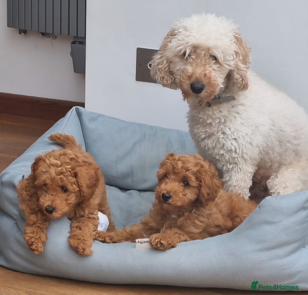 Miniature Poodle dogs for sale: READY NOW !Adorable Miniature Poodle Puppies! in London - Image 15