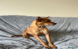 Chihuahua dogs for adoption: ❤️🐶 LILA – A Little  Soul Searching for Love 🐶❤️ - Image 4