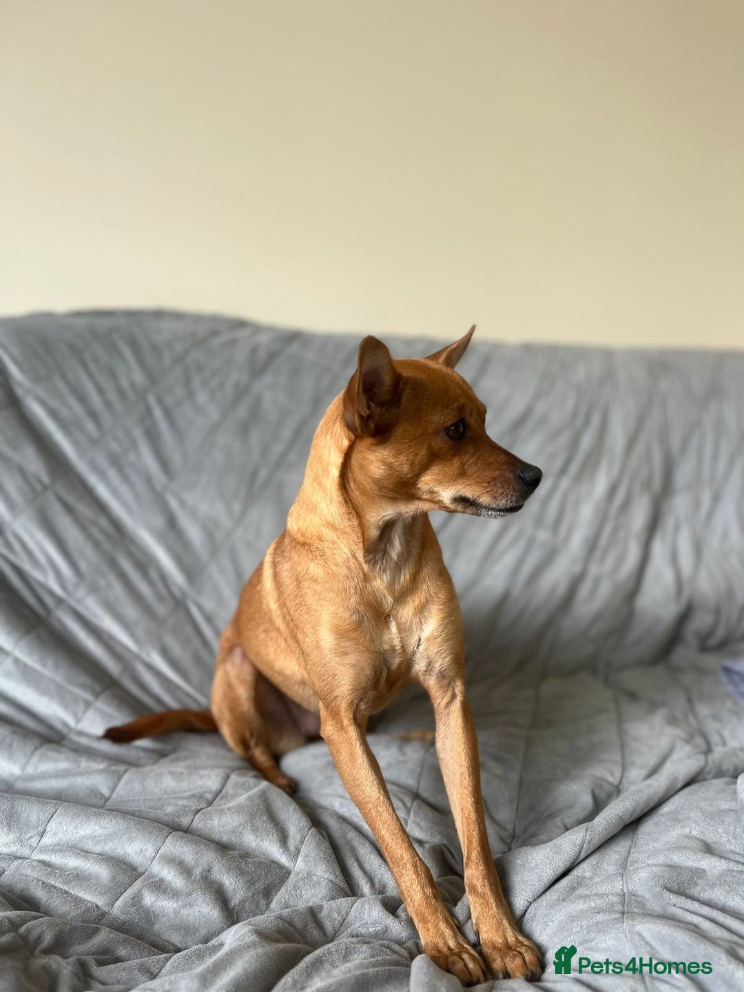 Chihuahua dogs for adoption: ❤️🐶 LILA – A Little  Soul Searching for Love 🐶❤️ - Image 4