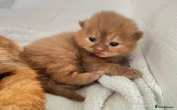 British Shorthair cats for sale: 🏆 GCCF Active Cinnamon Bicolour Stud For Sale🏆 - Image 6