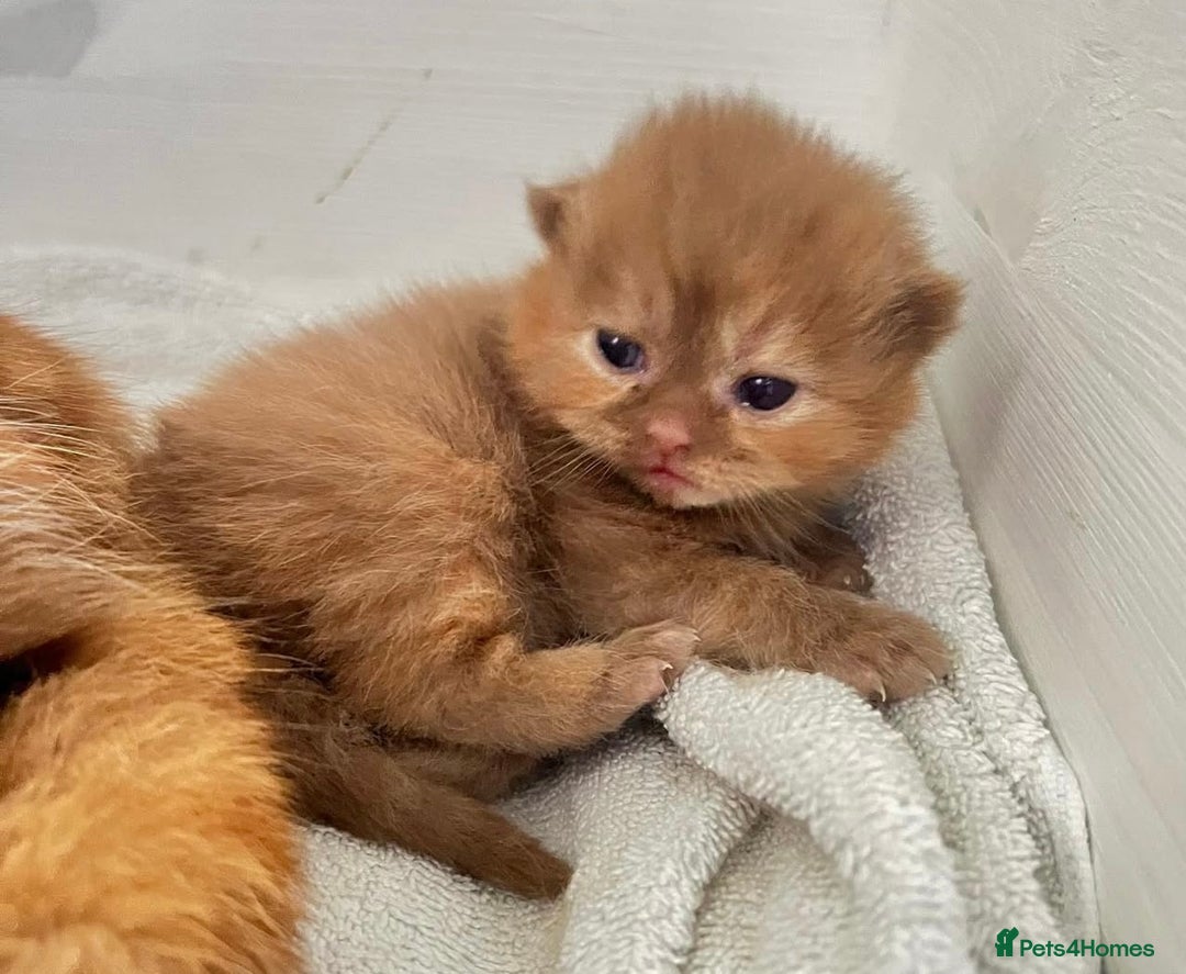 British Shorthair cats for sale: 🏆 GCCF Active Cinnamon Bicolour Stud For Sale🏆 - Image 6