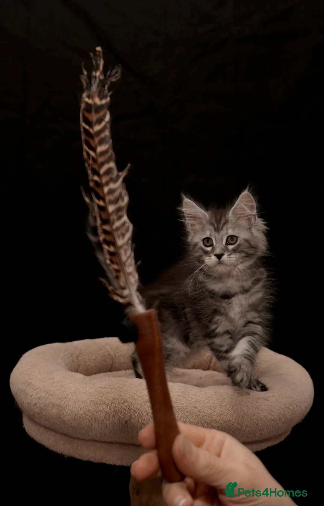 Maine Coon cats for sale: Black Silver classic tabby Mainecoon kittens - Advert 26