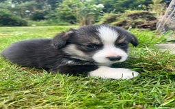Welsh Corgi Pembroke dogs for sale: KC Registered Cuties! Pembrokeshire Corgi Puppies - Image 7