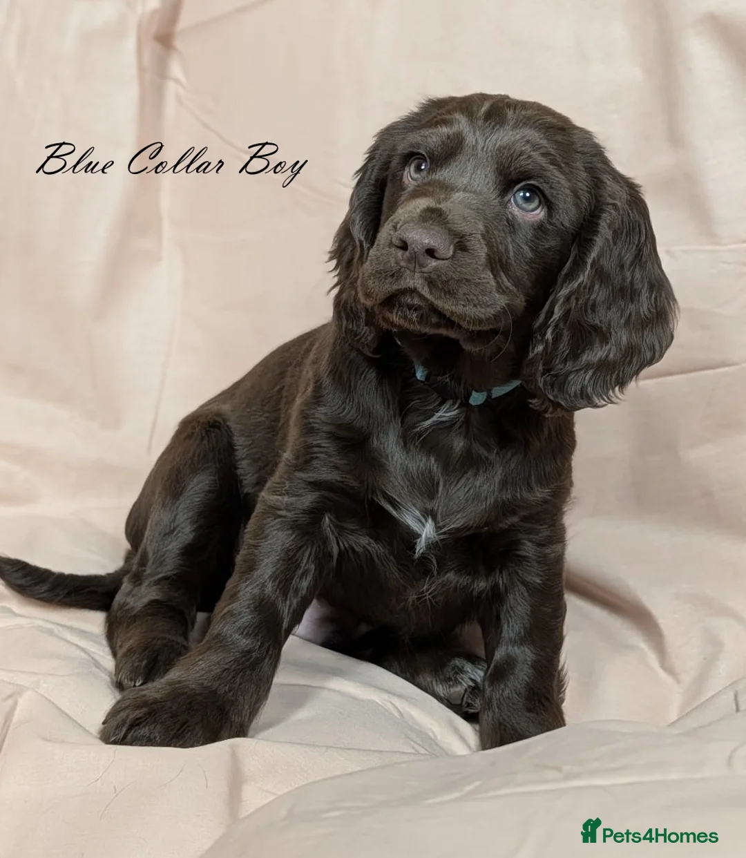 Cocker Spaniel dogs for sale: Gorgeous KC reg Cocker Spaniel pups – ready now - Advert 2