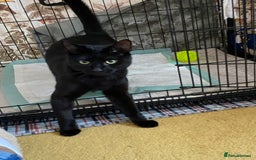 Domestic Shorthair cats for sale: “Adorable Kitten Looking for a Loving Home” - Image 4