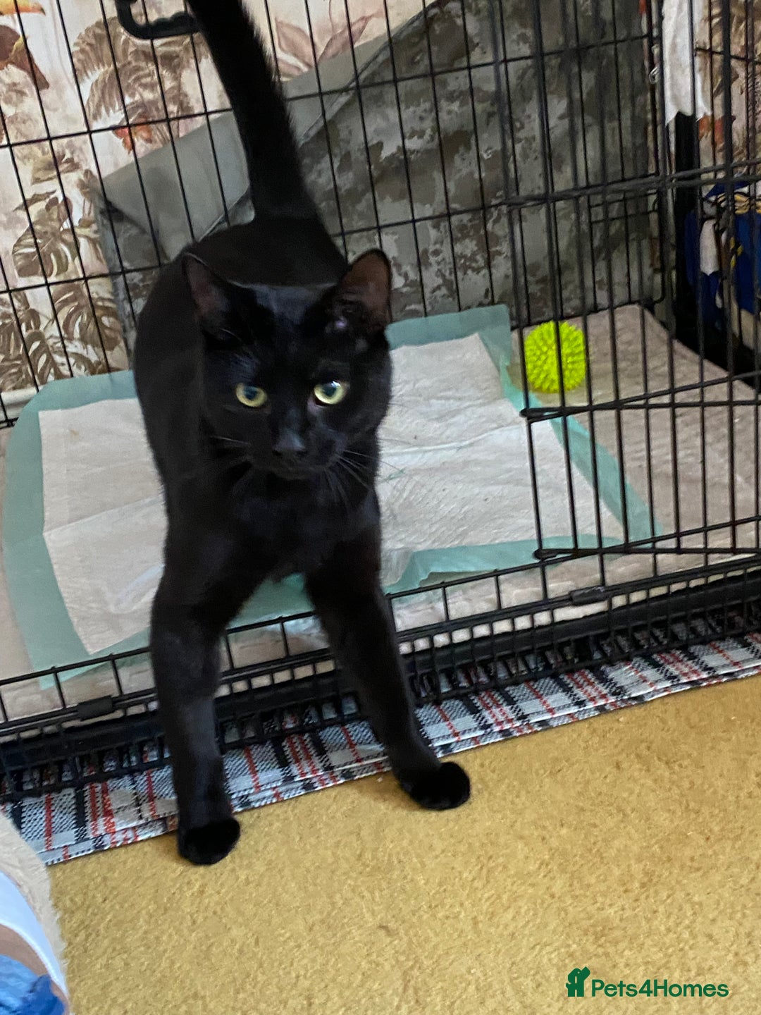 Domestic Shorthair cats for sale: “Adorable Kitten Looking for a Loving Home” - Image 4
