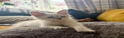 Siberian cats for sale: Beautiful Pure Siberian Kittens - Hypoallergenic - Advert 1