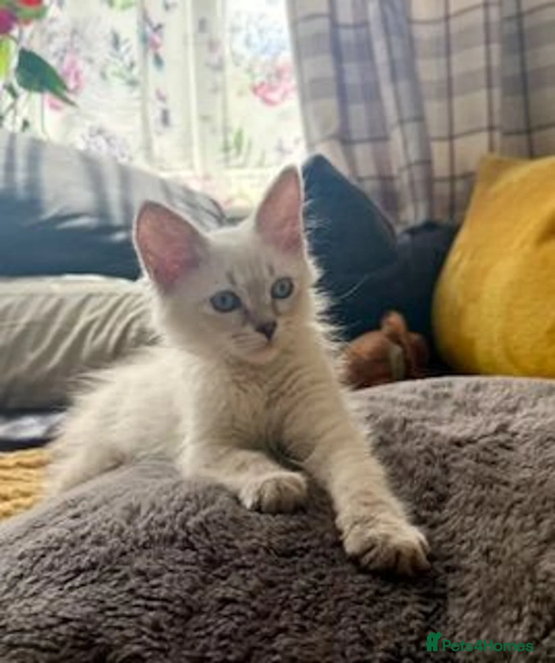 Siberian cats for sale: Beautiful Pure Siberian Kittens - Hypoallergenic - Advert 1