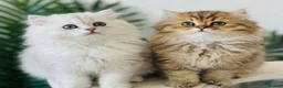 Persian cats for stud: Chinchilla Persian Silver Tip Stud - Advert 7