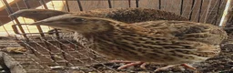 Quail poultry for sale: Jumbo Coturnix Quails and Fertile eggs for sale - Advert 5