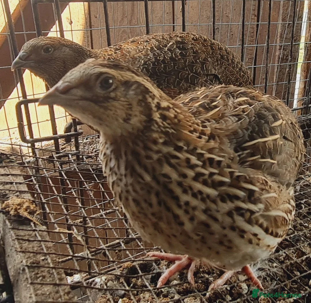 Quail poultry for sale: Jumbo Coturnix Quails and Fertile eggs for sale - Advert 10