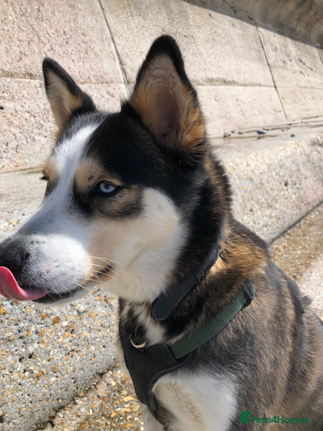 Mixed Breed dogs for sale: Husky cross - Advert 2