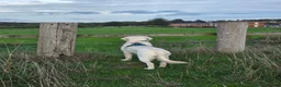 Golden Retriever dogs for sale: Golden retriever male pedigree 7 months old in Derby - Advert 7