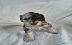 Schnoodle dogs for sale: 3 Stunning F2b Mearle Schnoodle Puppies - Image 2