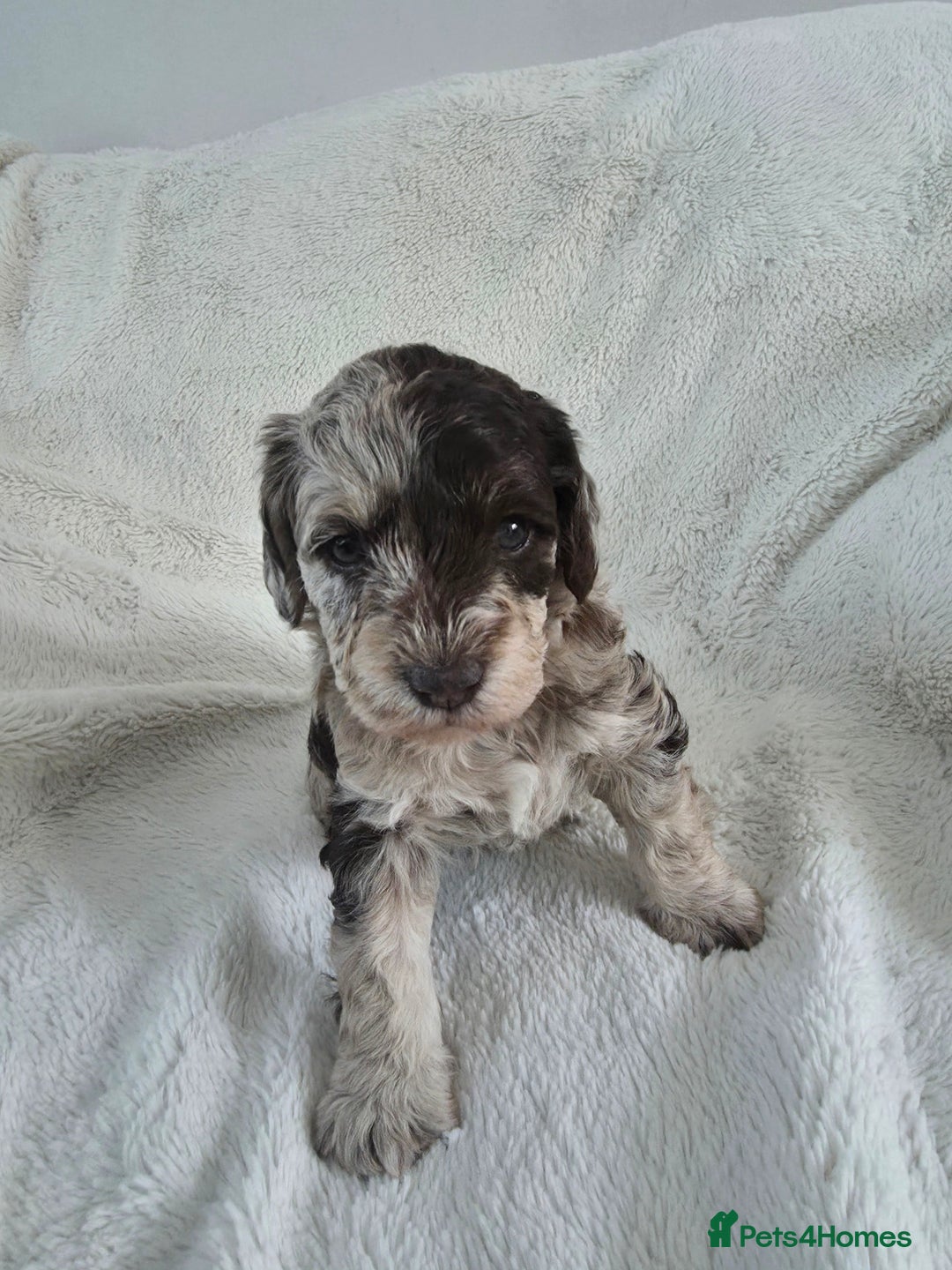 Schnoodle dogs for sale: 3 Stunning F2b Mearle Schnoodle Puppies - Image 2