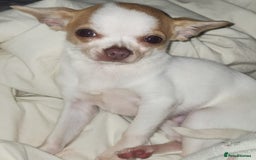 Chihuahua dogs for sale: Tiny ** Chihuahua  - Advert 2