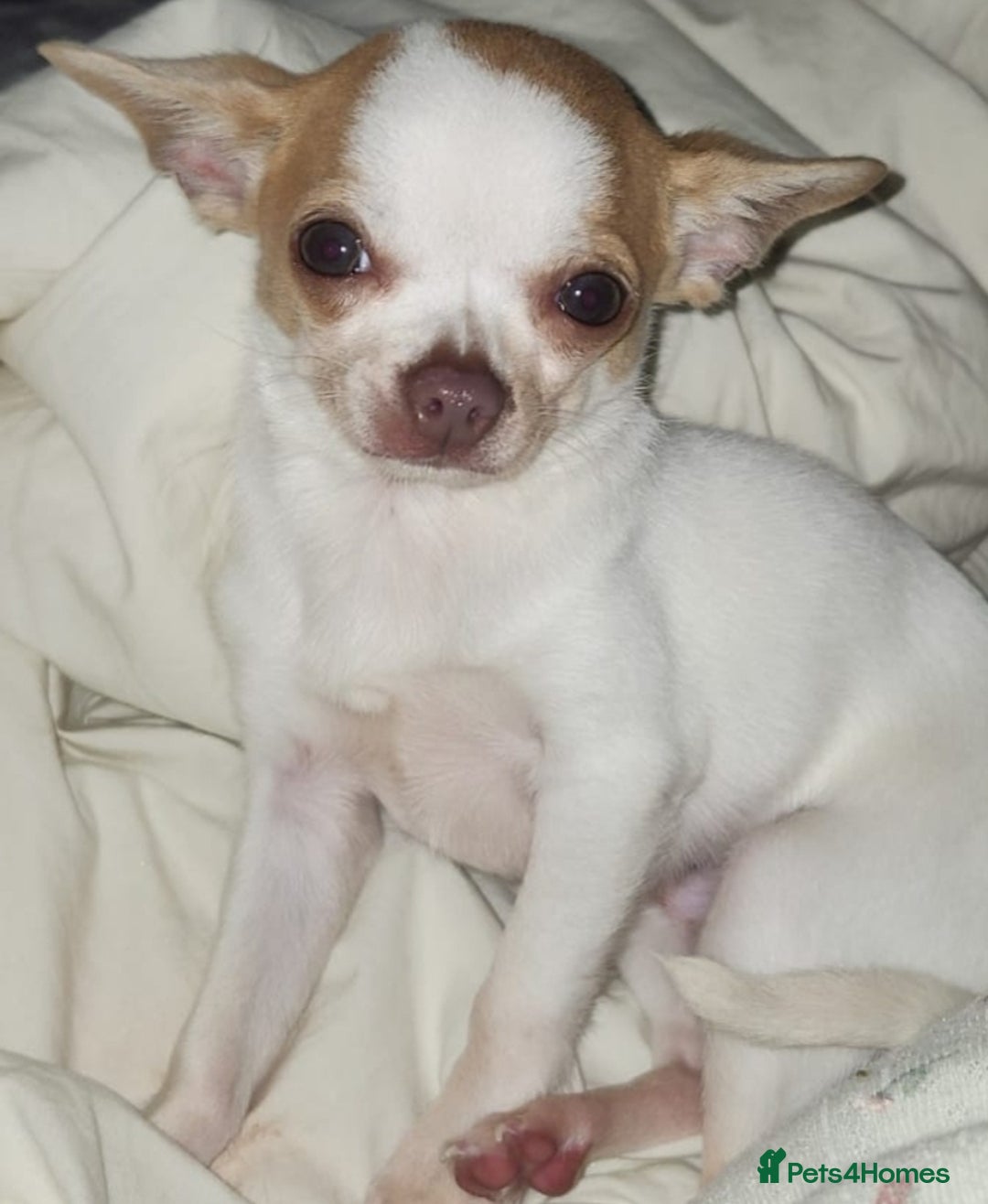 Chihuahua dogs for sale: Tiny ** Chihuahua  - Advert 2