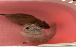 Gerbil rodents for sale: Rehoming father and son gerbils  - Image 2