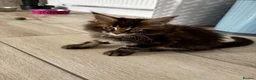Maine Coon cats for sale: 7 adorable Pure Bred Mainecoon - Advert 4