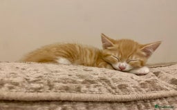Domestic Shorthair cats for sale: Ginger kittens  - Image 1