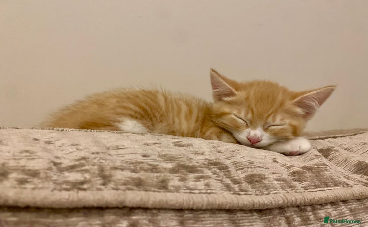 Domestic Shorthair cats - Advert 18