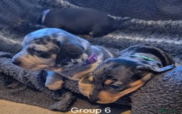 Dachshund dogs for sale: Dachshund Puppies looking for forever homes - Image 6