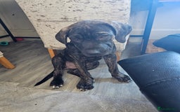 Cane Corso dogs for sale: Cane corso  - Image 1