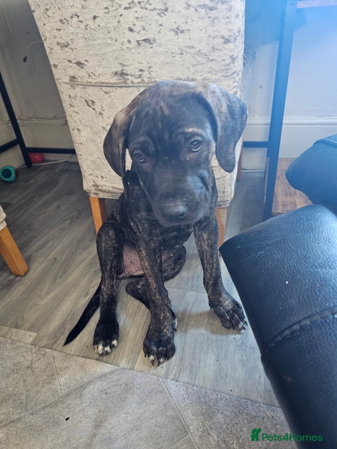 Cane Corso dogs for sale: Cane corso  - Image 1