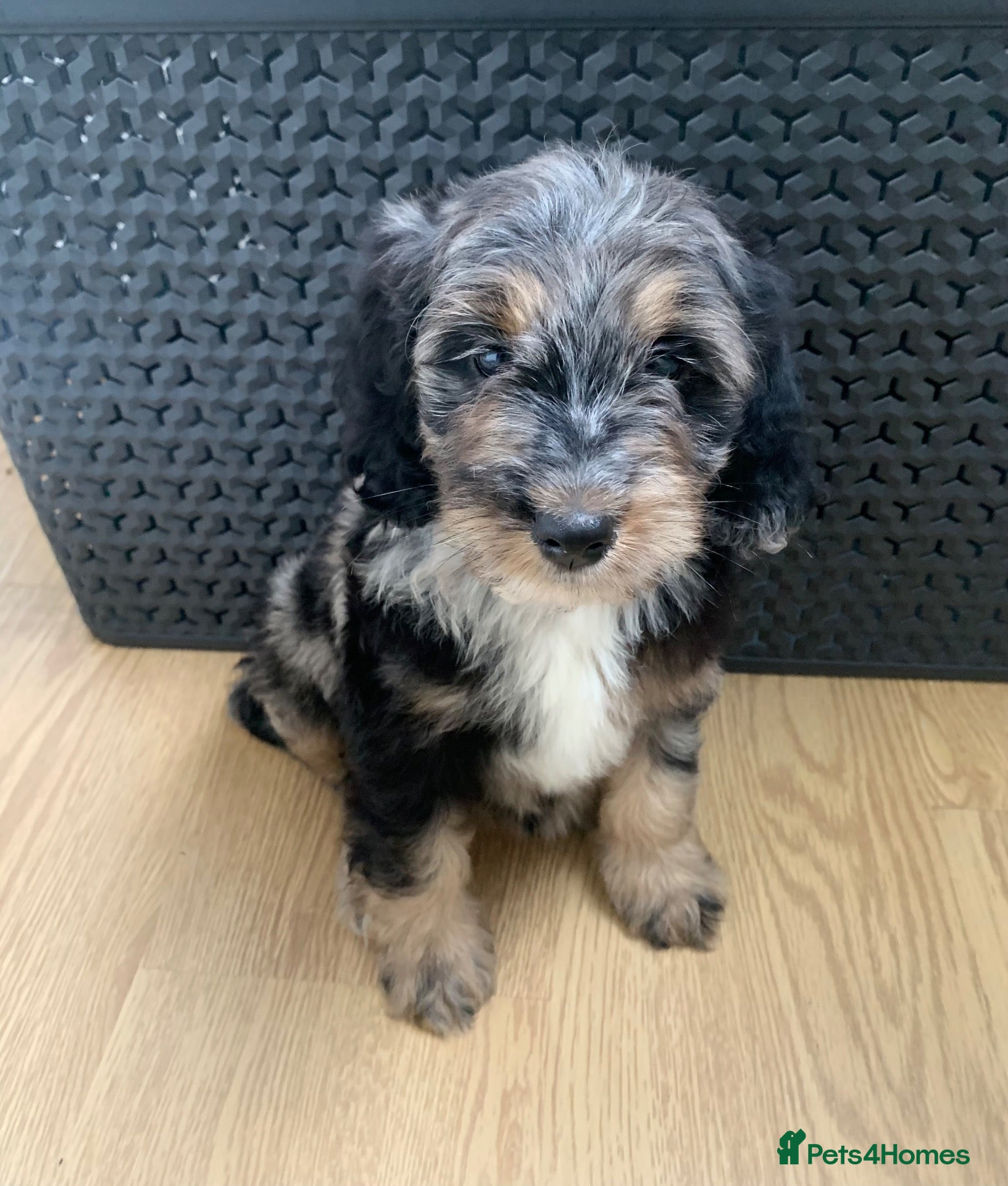 Cockapoo dogs Outstanding F1 Cockerpoo PuppiesExceptional Colour - Advert 2