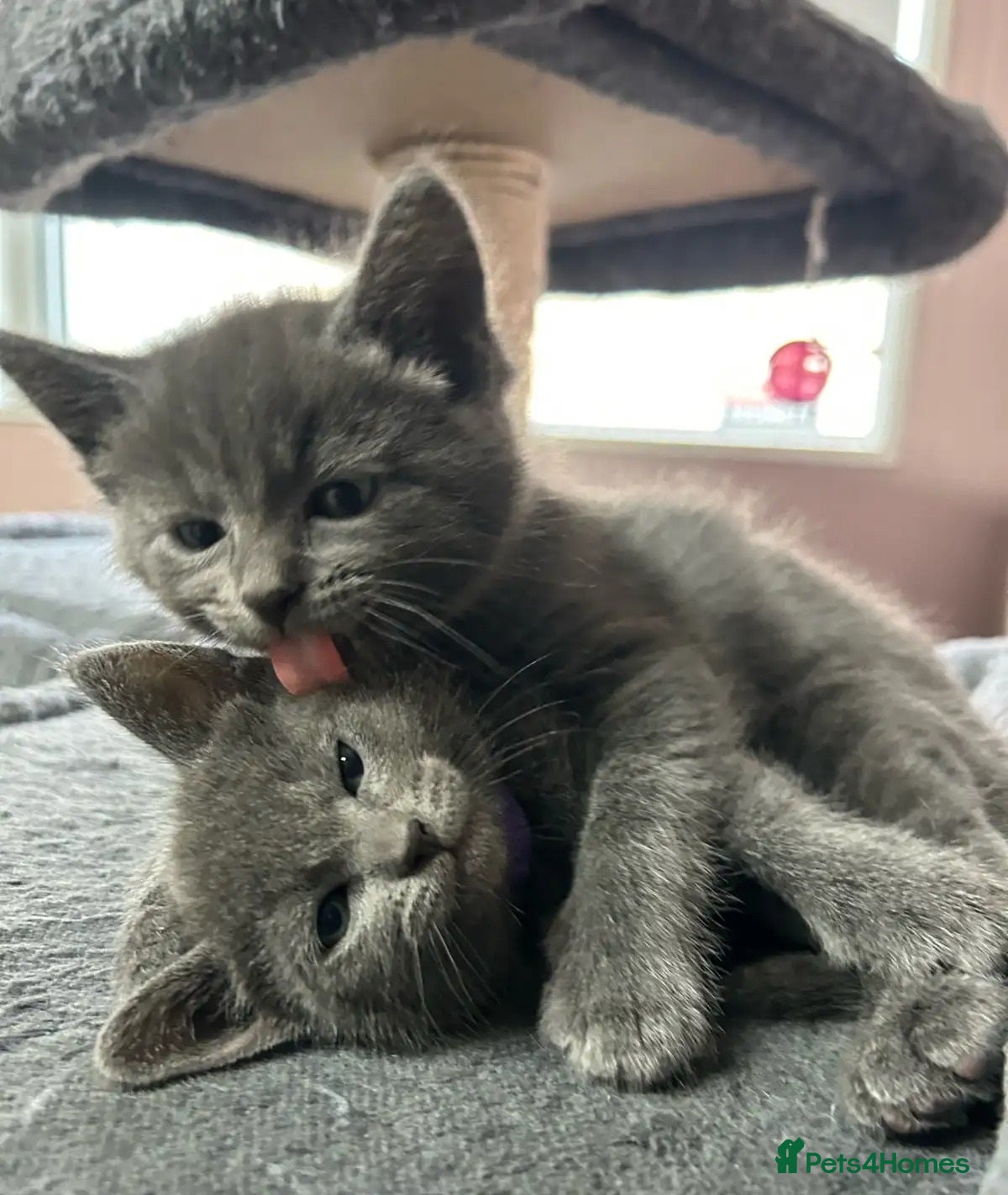 Russian Blue cats Precious healthy Russian Blues for great stay - Advert 2