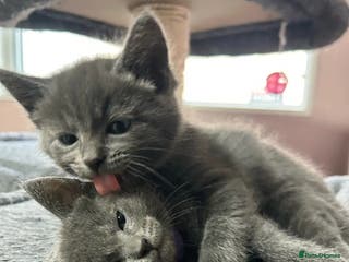 Russian Blue cats Precious healthy Russian Blues for great stay - Advert 2