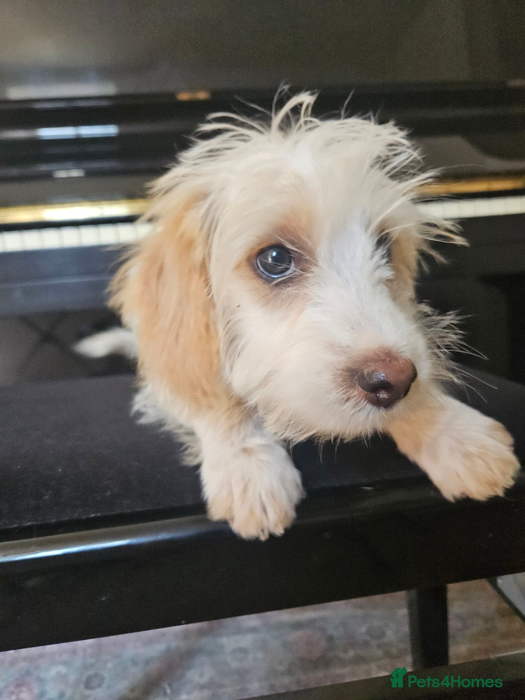 Cockapoo dogs for sale: UPDATE! 2 LEFT! - Image 9