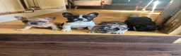 French Bulldog dogs for sale: French bulldog puppies looking for good new home  in Lancaster - Advert 33