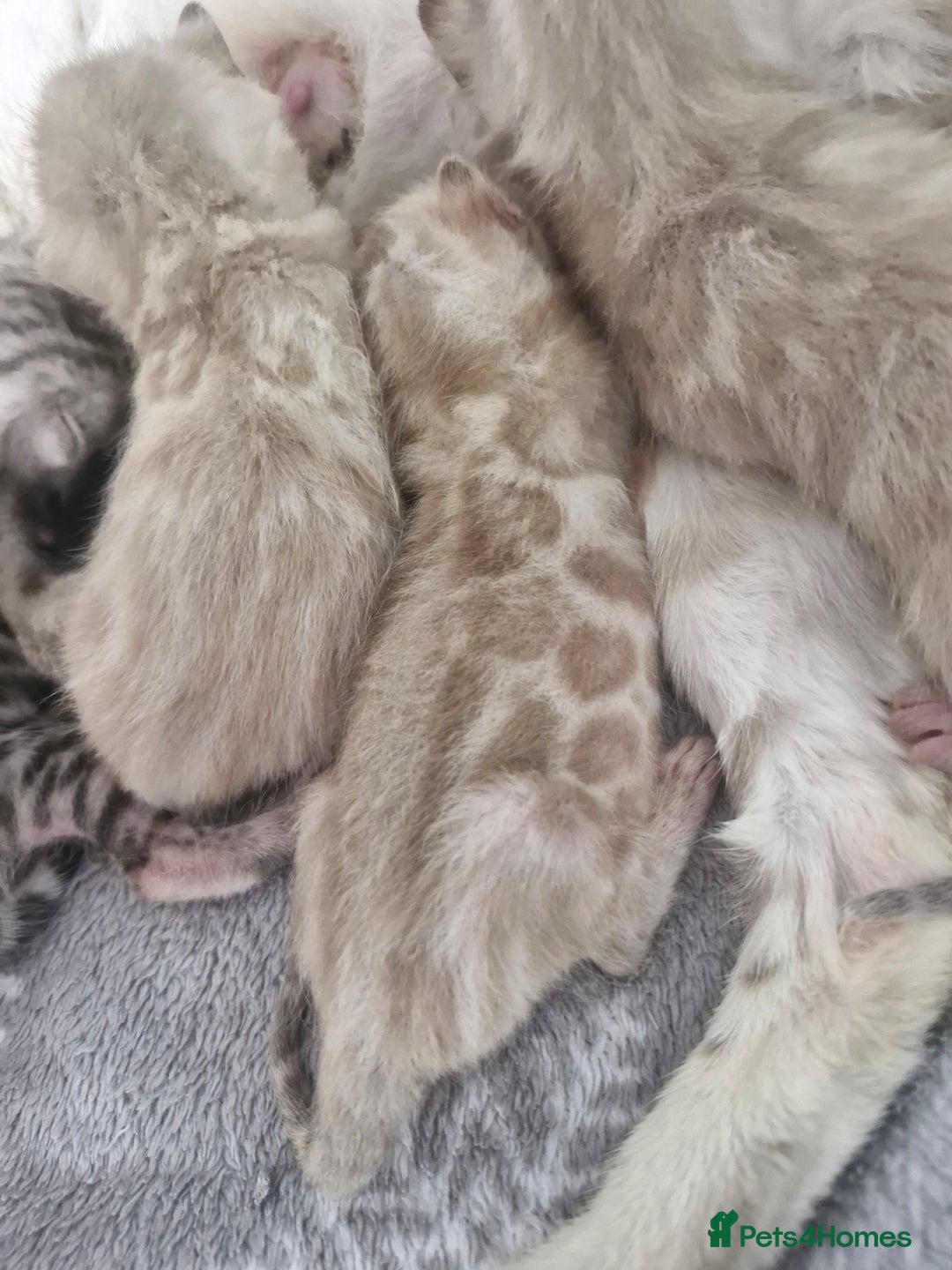 Bengal cats for sale: LAST 1! HEALTH TESTED bengal kittens TICA  - Image 12