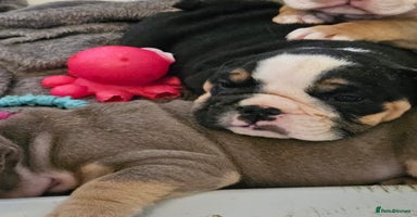 English Bulldog dogs - Advert 6