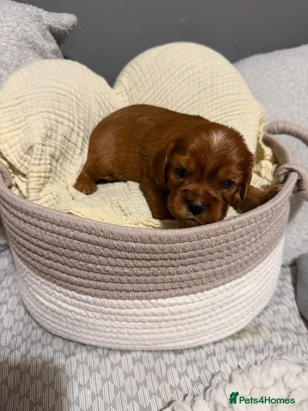 Cavalier King Charles Spaniel dogs for sale: Beautiful KC Registered Boy ✨ Health Tested ✨ - Advert 19