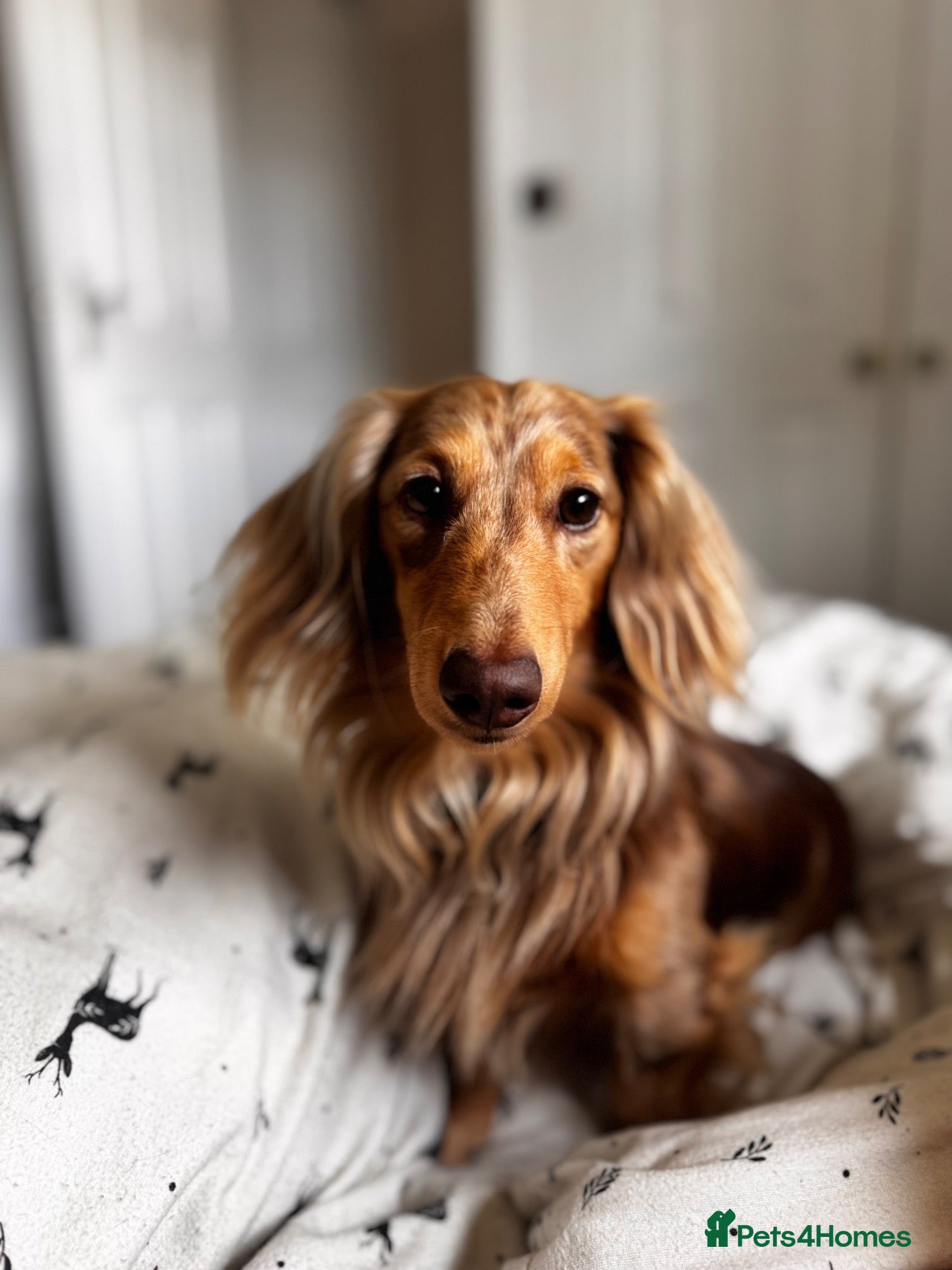 Dachshund dogs Long haired chocolate dapple dachshund for stud  - Advert 8