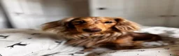 Dachshund dogs for stud: Long haired chocolate dapple dachshund for stud  - Advert 1