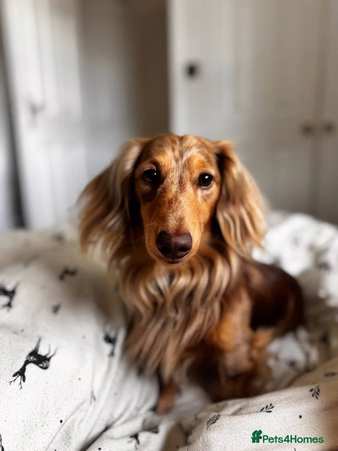 Dachshund dogs for stud: Long haired chocolate dapple dachshund for stud  - Advert 1