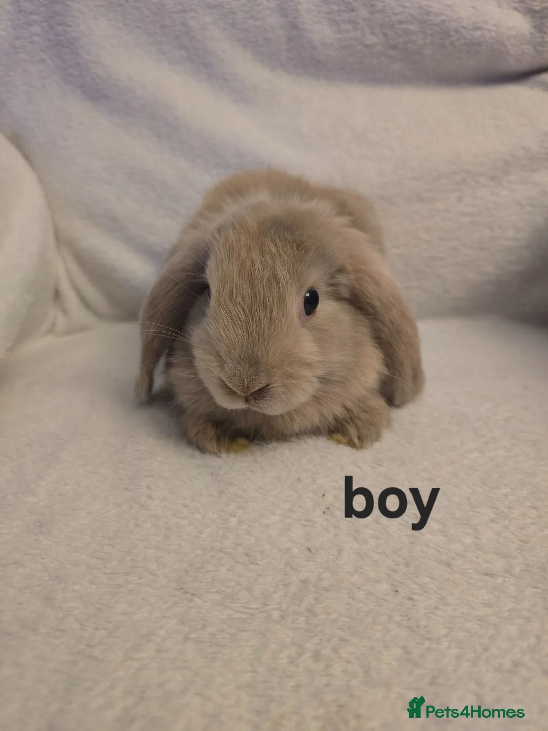 Mini Lop rabbits for sale: Mini lop - Advert 1