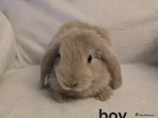 Mini Lop rabbits Mini lop - Advert 1