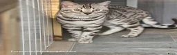 Bengal cats for sale: Gorgeous Silver Sepia Rosetted Active Boy - Advert 5