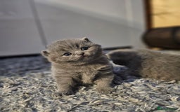 British Shorthair cats for sale: Beautiful British blue kittens  - Image 7